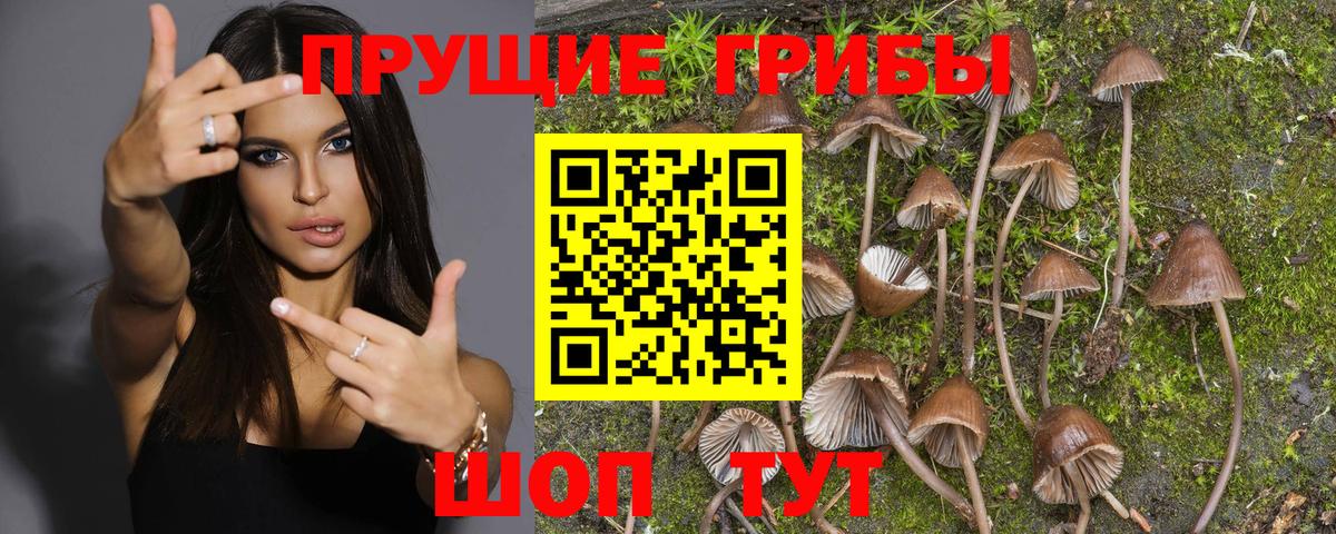 Псилоцибиновые грибы GOLDEN TEACHER  Галлюциногенные грибы Cubensis  наркота  Йошкар-Ола  Вход с VPN 